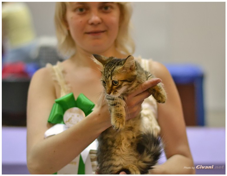 Cats Shows Photo • Выставки кошек - Cats Show • June, 2013 • Donetsk - 60