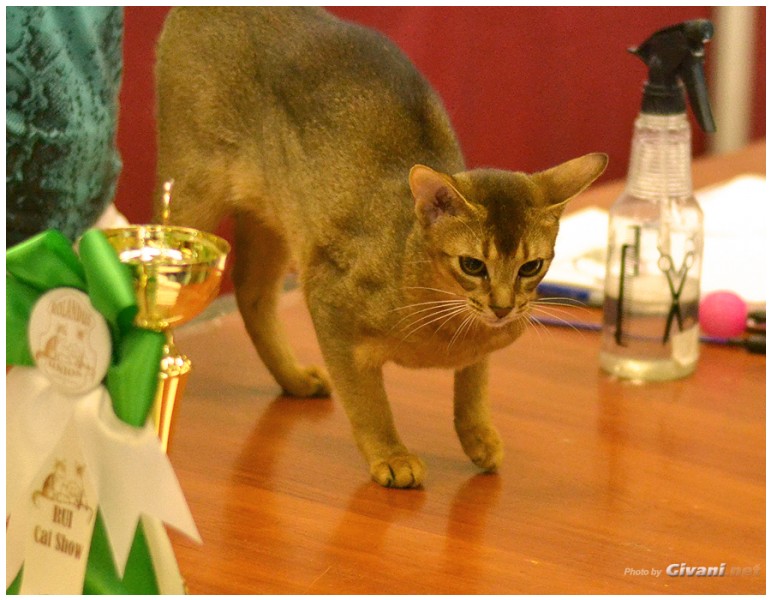 Cats Shows Photo • Выставки кошек - Cats Show • June, 2013 • Donetsk - 57