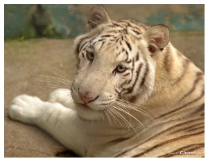 Givani.net - Animals • Животные - White tiger • Белый тигр • ТигрЮля