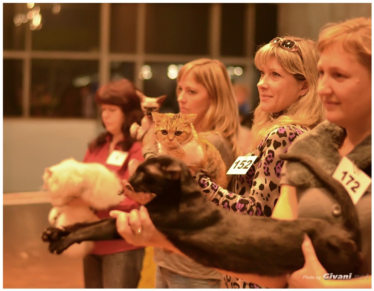 Cats Shows Photo • Выставки кошек - Cats Show • October, 2013 • Донецк - 58
