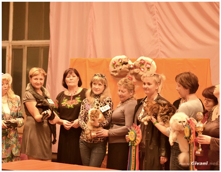 Cats Shows Photo • Выставки кошек - Cats Show • October, 2013 • Донецк - 64
