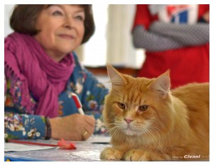 Cats Shows Photo • Выставки кошек - November, 2013 • Кубок Hill's • Донецк - 18