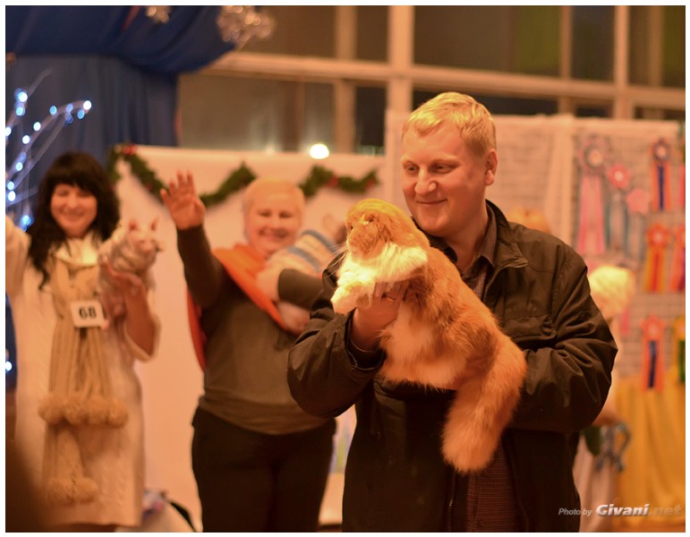 Cats Shows Photo • Выставки кошек - Cats Show • December, 2013 • Донецк - 15