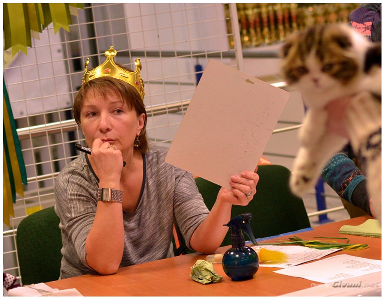 Cats Shows Photo • Выставки кошек - December, 2013 • Чеширский кот • Одесса - 32