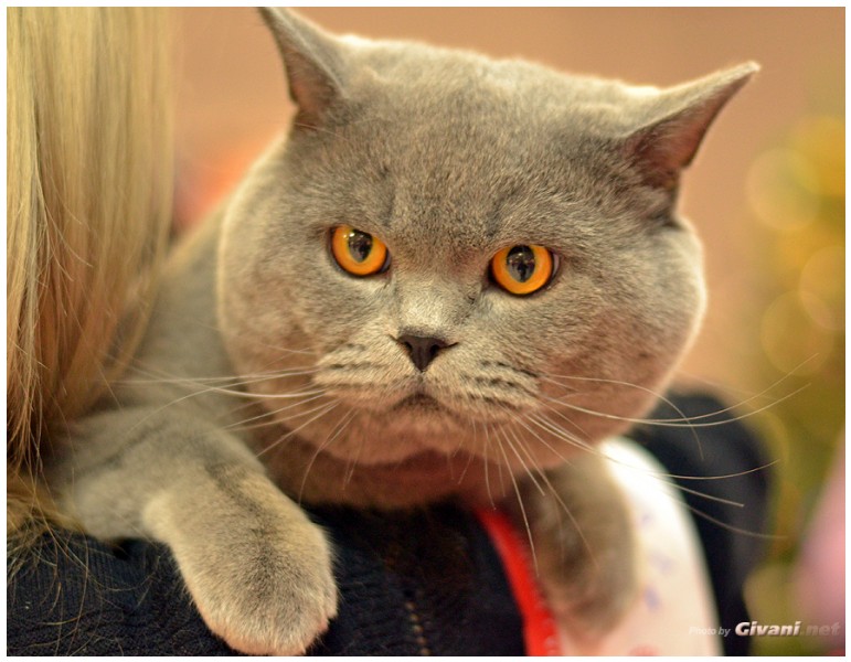 Cats Shows Photo • Выставки кошек - December, 2013 • Чеширский кот • Одесса - 52