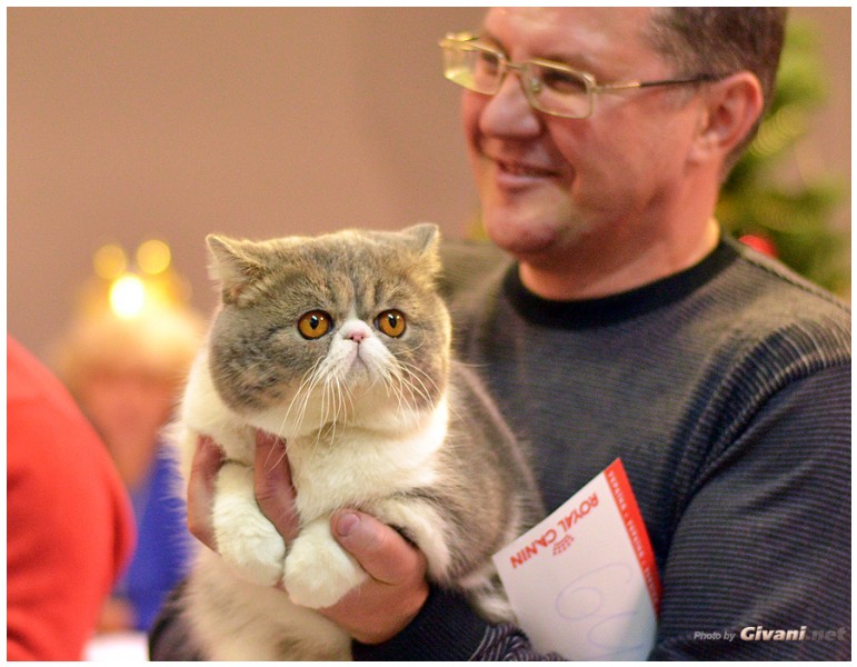Cats Shows Photo • Выставки кошек - December, 2013 • Чеширский кот • Одесса - 49
