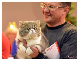 Cats Shows Photo • Выставки кошек - December, 2013 • Чеширский кот • Одесса - 49