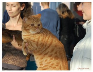 Cats Shows Photo • Выставки кошек - November, 2010 • Кубок Hill's • Донецк - 039