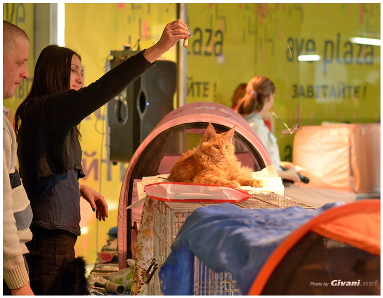 Cats Shows Photo • Выставки кошек - January, 2014 • Winners' Show • Харьков - 18