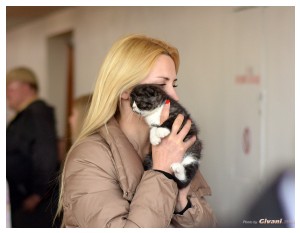 Cats Shows Photo • Выставки кошек - Cats Show • April, 2014 • Донецк - 20