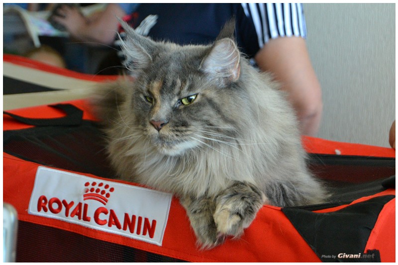 Cats Shows Photo • Выставки кошек - Cats Show • June, 2015 • Донецк - 25