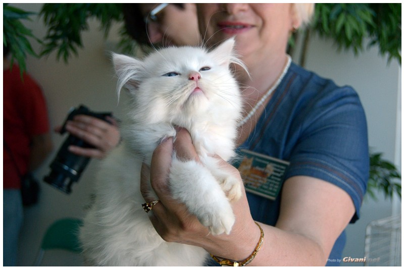 Cats Shows Photo • Выставки кошек - Cats Show • June, 2015 • Донецк - 44