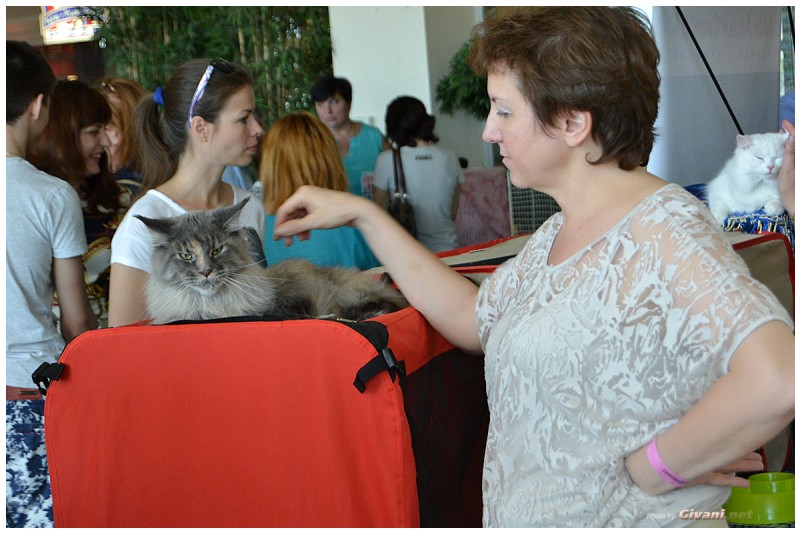Cats Shows Photo • Выставки кошек - Cats Show • June, 2015 • Донецк - 45