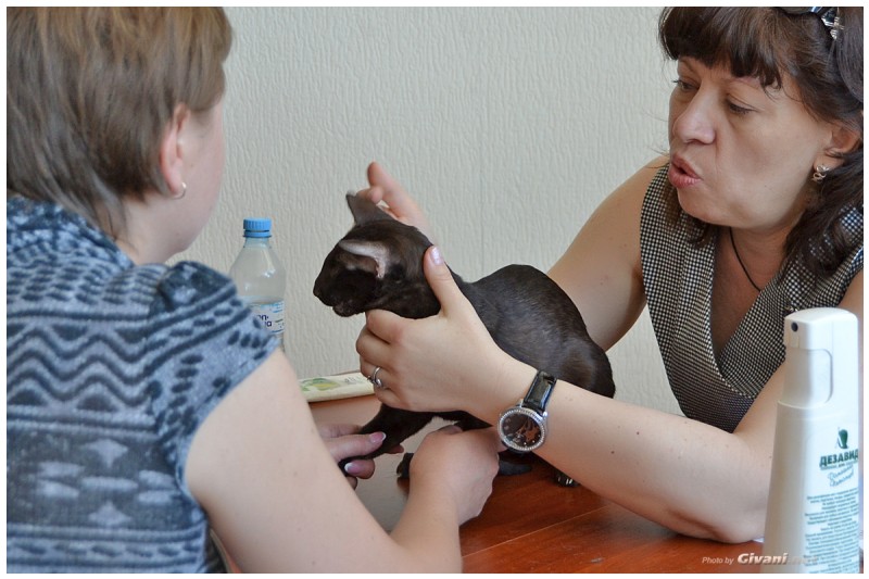Cats Shows Photo • Выставки кошек - Cats Show • June, 2015 • Донецк - 15