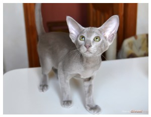 Givani.net - Oriental Cats • Ориентальные кошки - MalinkaGivani