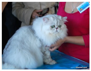 Cats Shows Photo • Выставки кошек - November, 2010 • Кубок Hill's • Донецк - 070
