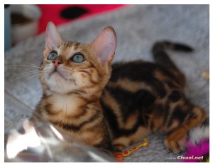 Cats Shows Photo • Выставки кошек - November, 2010 • Кубок Hill's • Донецк - 087