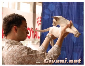 Cats Shows Photo • Выставки кошек - Cats Show • May, 2010 • Роландус • Донецк - 039