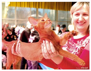 Cats Shows Photo • Выставки кошек - Cats Show • March, 2010 • Донецк - 052