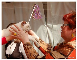 Cats Shows Photo • Выставки кошек - Cats Show • March, 2010 • Донецк - 110
