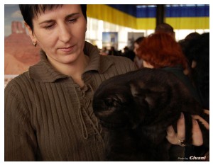Cats Shows Photo • Выставки кошек - Cats Show • March, 2010 • Донецк - 136
