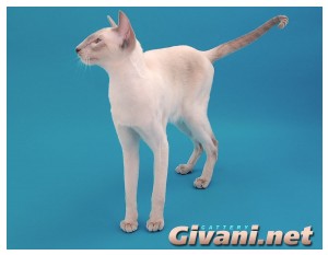 Siamese Cats • Сиамские кошки - Siamese Cats • Сиамские кошки - Лайлак Поинт