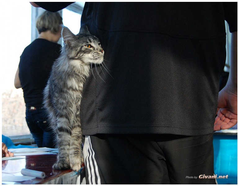 Cats Shows Photo • Выставки кошек - November, 2010 • Кубок Hill's • Донецк - 044