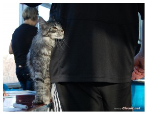 Cats Shows Photo • Выставки кошек - November, 2010 • Кубок Hill's • Донецк - 044