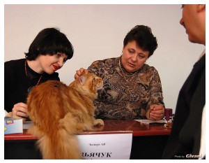 Cats Shows Photo • Выставки кошек - Cats Show • March, 2010 • Донецк - 117