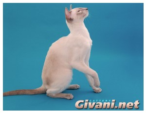 Siamese Cats • Сиамские кошки - Siamese Cats • Сиамские кошки - Lilaс Point Cat