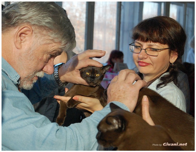 Cats Shows Photo • Выставки кошек - November, 2010 • Кубок Hill's • Донецк - 043