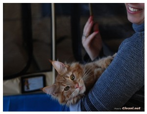 Cats Shows Photo • Выставки кошек - November, 2010 • Кубок Hill's • Донецк - 066