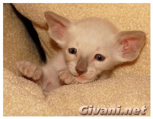 Siamese Cats • Сиамские кошки - Siamese Kittens • Сиамские котята - 28